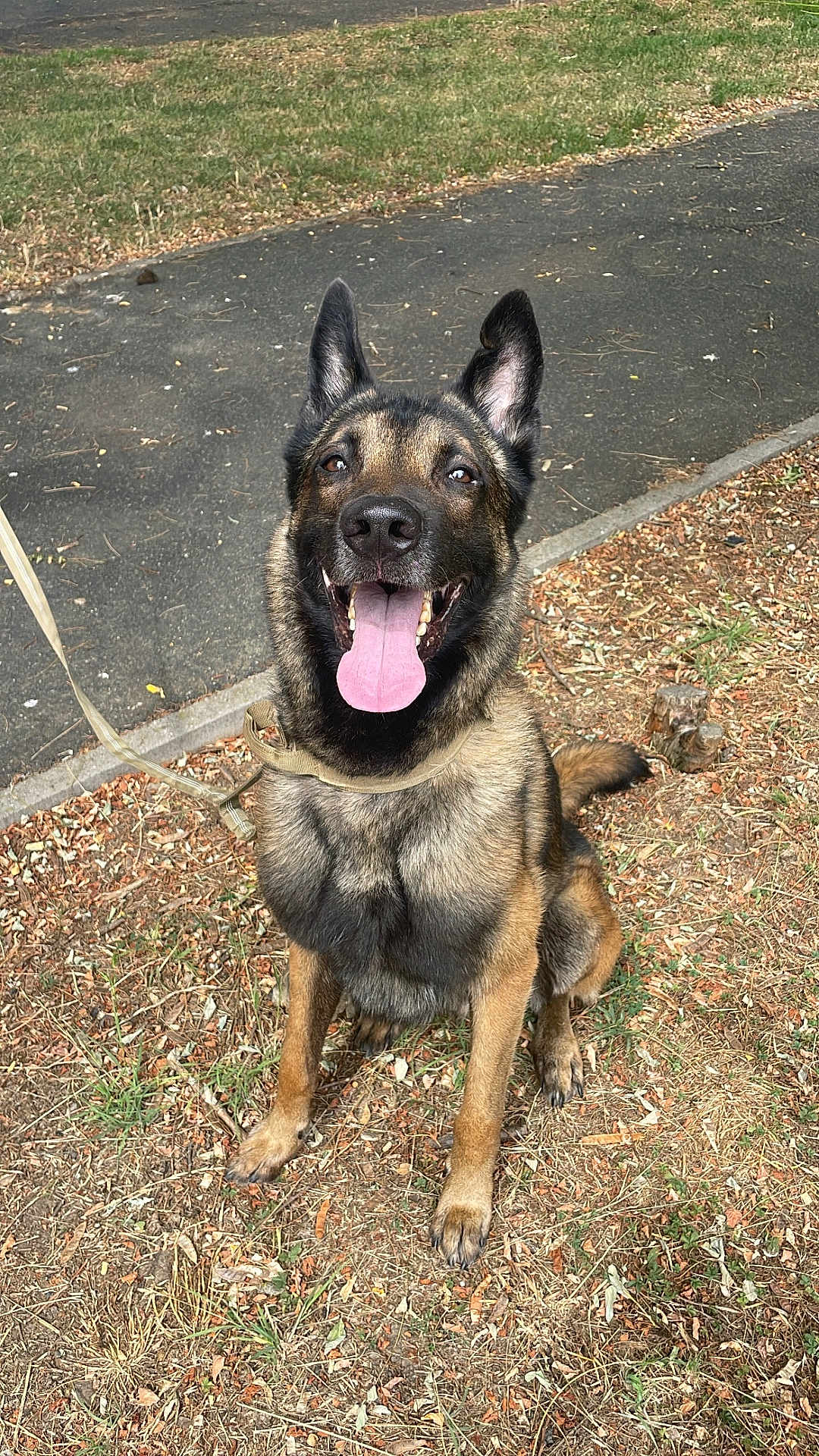 Balou a rejoint le concours — aidez-le/la à gagner de superbes lots ! dog, german_shepherd, canine, pet, animal, outdoor, grass, path, leash, tongue_out, happy, ears_up, sitting, nature, daylight, fur, muzzle, alert, brown, black