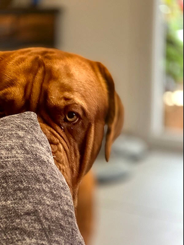 Rasta a rejoint le concours — aidez-le/la à gagner de superbes lots ! canidae, carnivore, collar, companion_dog, dog, dog_breed, dog_collar, fawn, flooring, fur, guard_dog, hardwood, liver, snout, sporting_group, whiskers, wood, working_animal, working_dog, wrinkle