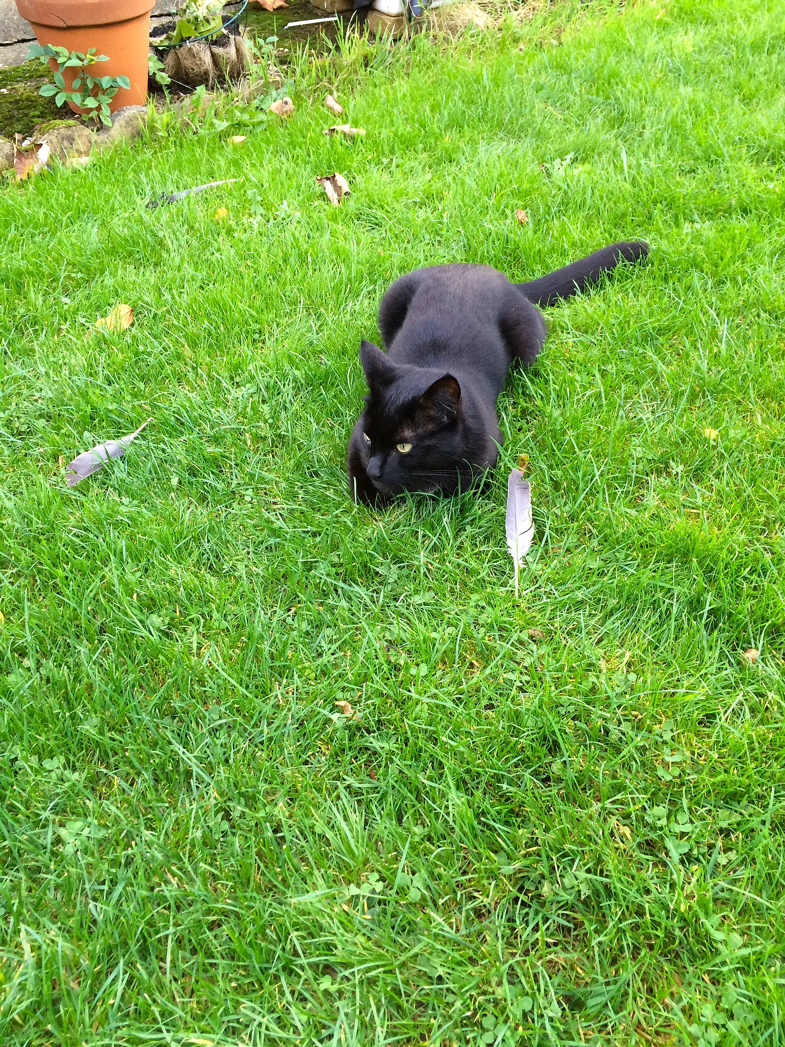 Blacky joined the competition — help win amazing prizes! black_cat, bombay, canidae, carnivore, cat, companion_dog, dog_breed, domestic_short_haired_cat, felidae, fur, grass, grassland, groundcover, lawn, plant, small_to_medium_sized_cats, sporting_group, tail, terrestrial_animal, whiskers