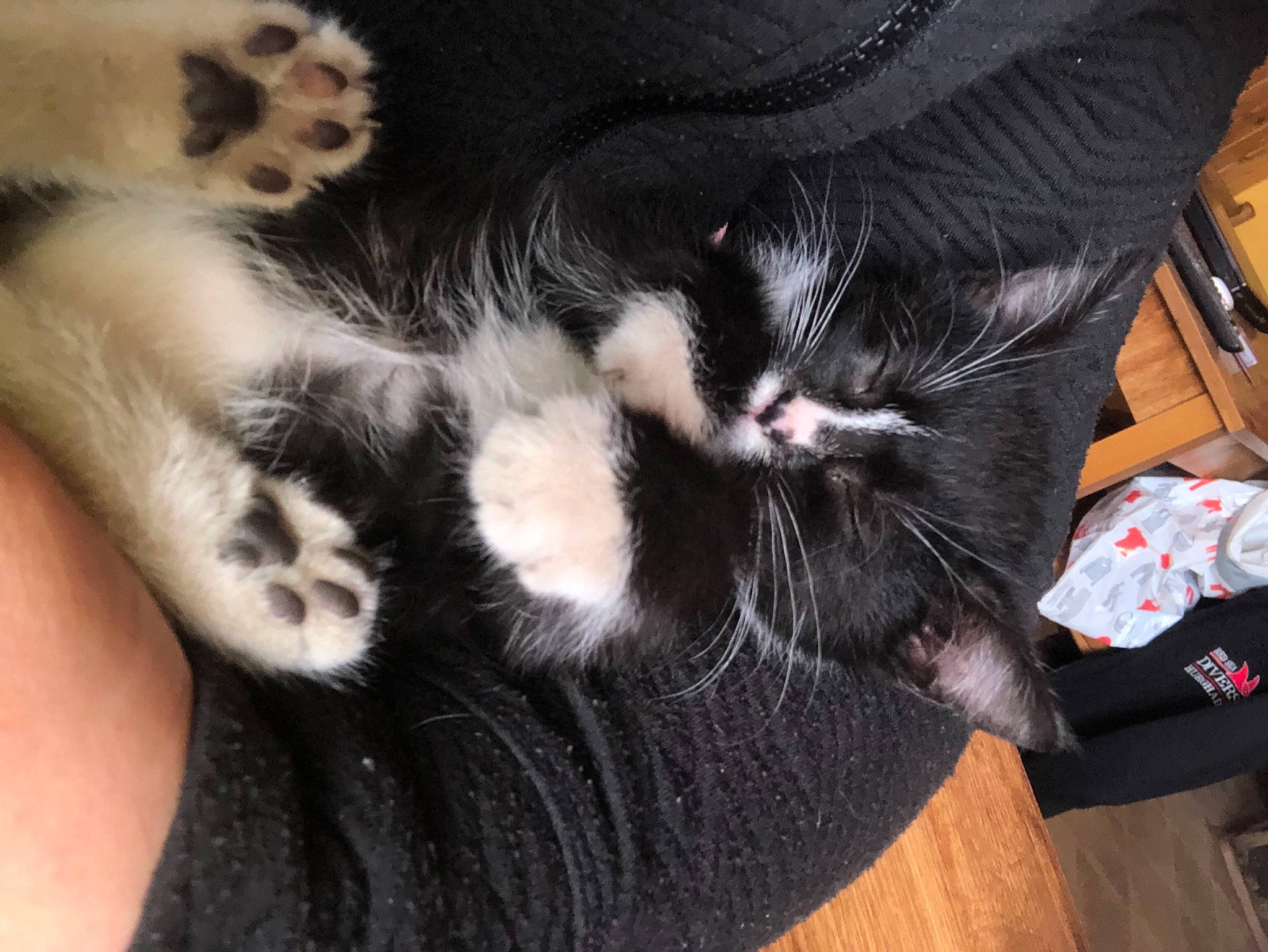 Myska is registered to the contest to win money with this photo: black_cat, carnivore, cat, claw, comfort, domestic_short_haired_cat, ear, felidae, foot, fur, gesture, human_leg, mammal, nail, natural_material, paw, small_to_medium_sized_cats, snout, tail, whiskers