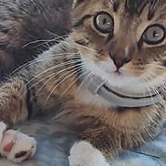 Buddy is registered to the contest to win money with this photo: animal, blanket, blue, cat, close_up, collar, ears, fur, indoor, kitten, mouse_toy, paws, pet, portrait, purple, resting, tabby, toy, whiskers, wide_eyes