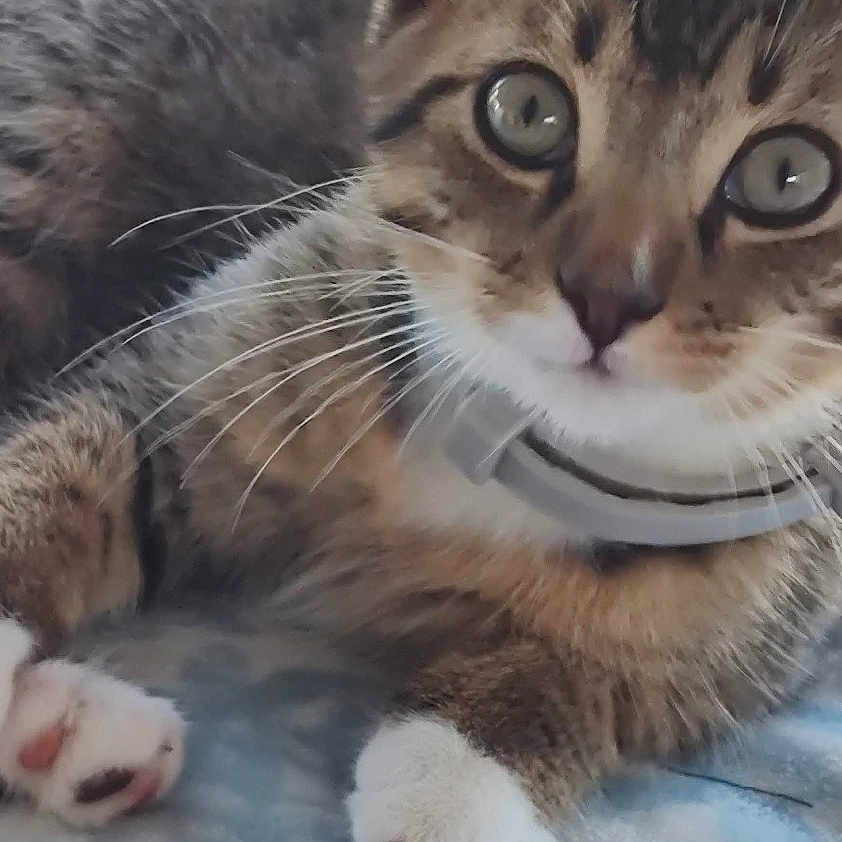 Buddy