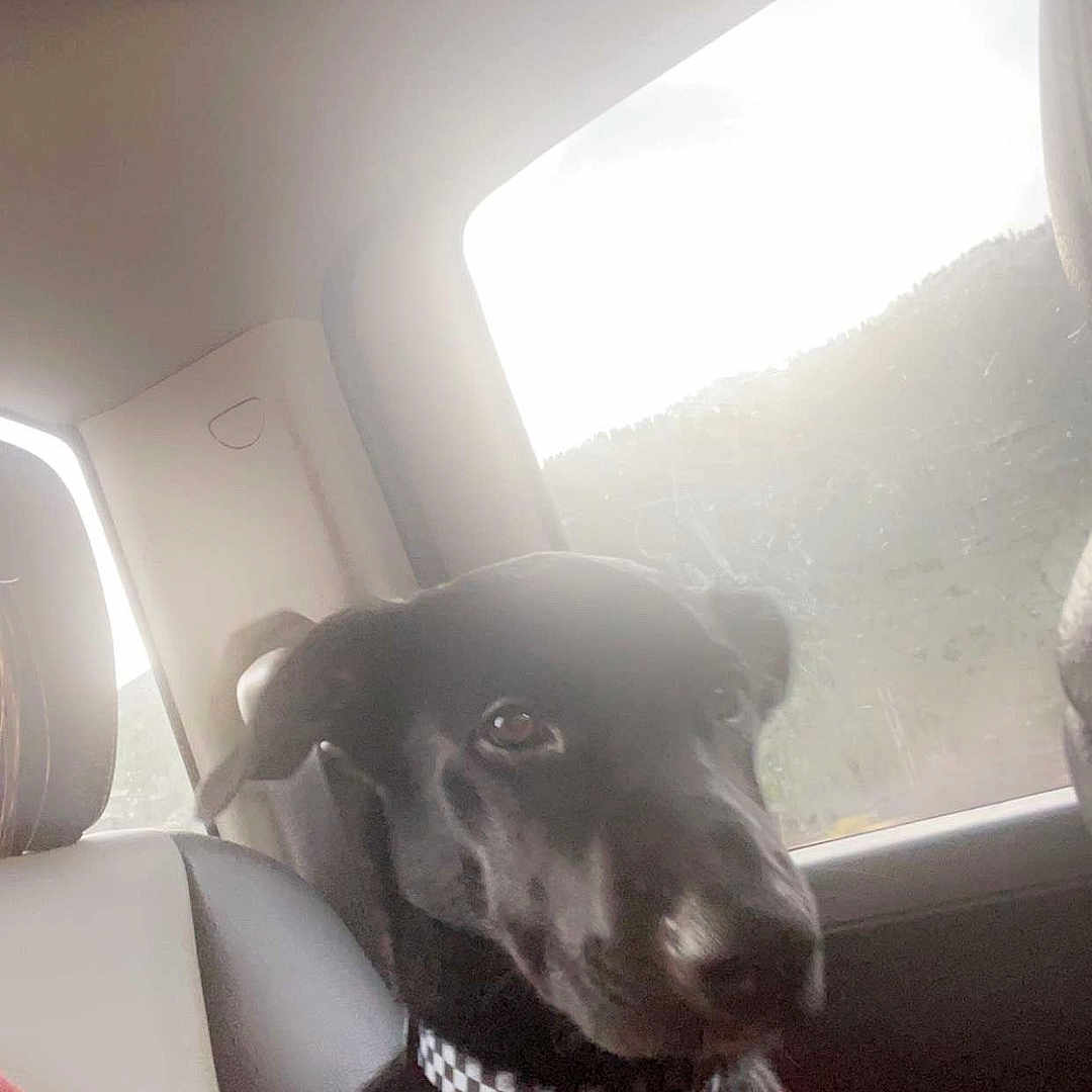 Spookie Doo is registered to the contest to win money with this photo: accessories, animal, belt, canine, cushion, dog, face, head, headrest, homedecor, hound, labradorretriever, person, pet, photography, pointer, portrait, puppy, transportation, vehicle