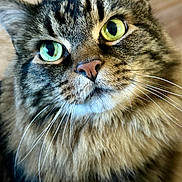 Bartholomew joined the competition — help win amazing prizes! animal, cat, close_up, curious, cute, domestic_cat, ears, face, feline, fluffy, fur, green_eyes, indoor, mammal, nostrils, pet, portrait, soft_light, tabby, whiskers