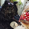 Ambre Lady participe au concours pour gagner de l'argent avec cette photo : animal, black_dog, couch, cozy, curtain, cute, dog, fur, hair_ties, hedgehog_toy, home, indoor, mushroom_pattern, pet, pillow, plant, plush_toy, purple_hair_ties, toy, window