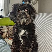 Ambre Lady a rejoint le concours — aidez-le/la à gagner de superbes lots ! animal, black_dog, blue_hair_tie, couch, cozy, curly_hair, cute, dog, face, fluffy, fur, hedgehog_pillow, home, indoor, pet, pillow, portrait, sitting, small_dog, striped_couch_cover