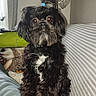 animal, black_dog, blue_hair_tie, couch, cozy, curly_hair, cute, dog, face, fluffy, fur, hedgehog_pillow, home, indoor, pet, pillow, portrait, sitting, small_dog, striped_couch_cover