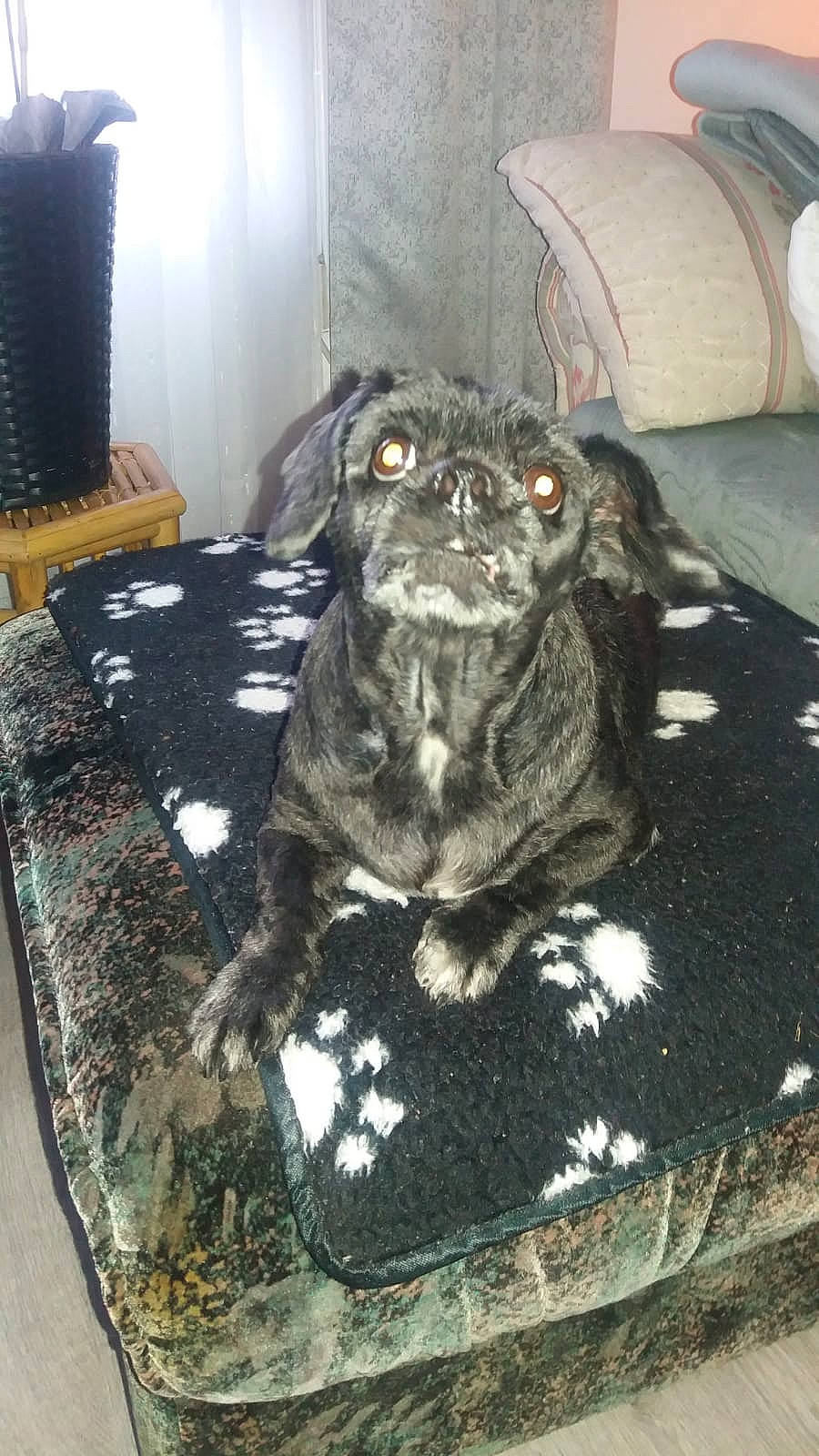 Diana participe au concours pour gagner de l'argent avec cette photo : bed, canidae, carnivore, chair, comfort, companion_dog, couch, dog, dog_breed, fawn, fur, grey, guard_dog, non_sporting_group, pug, sporting_group, terrestrial_animal, toy_dog, whiskers, working_animal