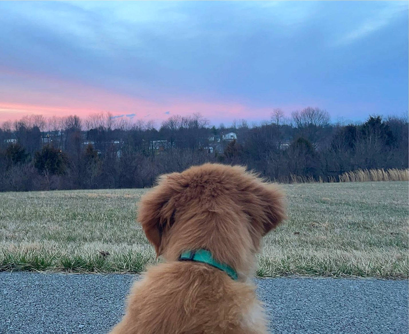 Pluto joined the competition — help win amazing prizes! carnivore, cloud, collar, companion_dog, dog, dog_breed, dog_collar, fawn, glasses, grass, horizon, landscape, leash, liver, pet_supply, plant, sky, snout, tail, working_animal