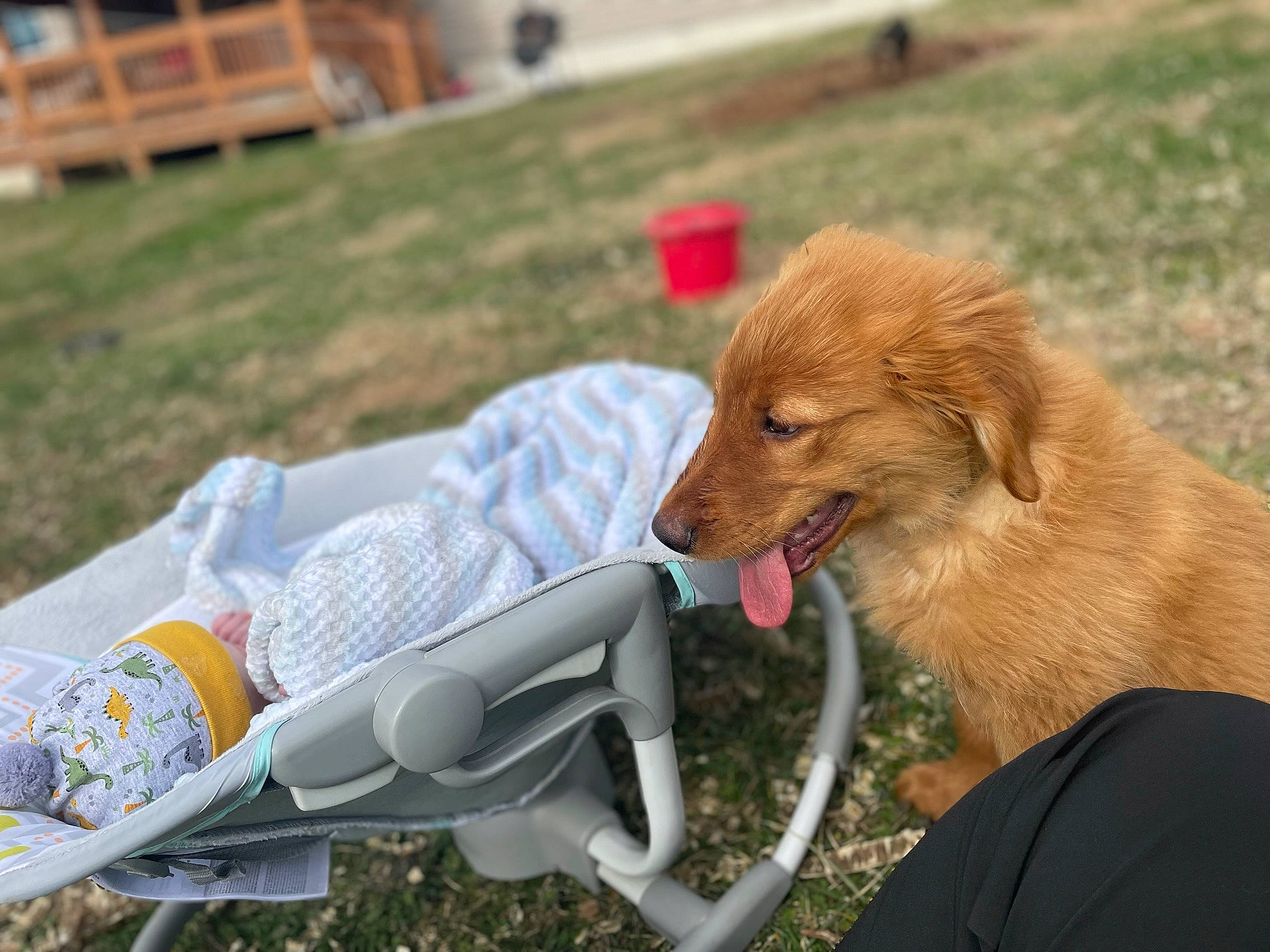 Pluto joined the competition — help win amazing prizes! bicycle_handlebar, canidae, carnivore, chair, collar, companion_dog, dog, dog_agility, dog_breed, dog_sports, fur, grass, plant, plastic, plastic_bottle, recreation, retriever, sporting_group, sports_equipment, water_bottle