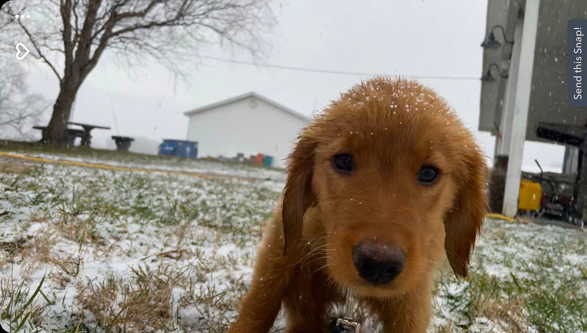 Pluto joined the competition — help win amazing prizes! canidae, carnivore, companion_dog, dog, dog_breed, fawn, freezing, fur, grass, gun_dog, plant, precipitation, sky, snout, snow, sporting_group, tree, twig, winter