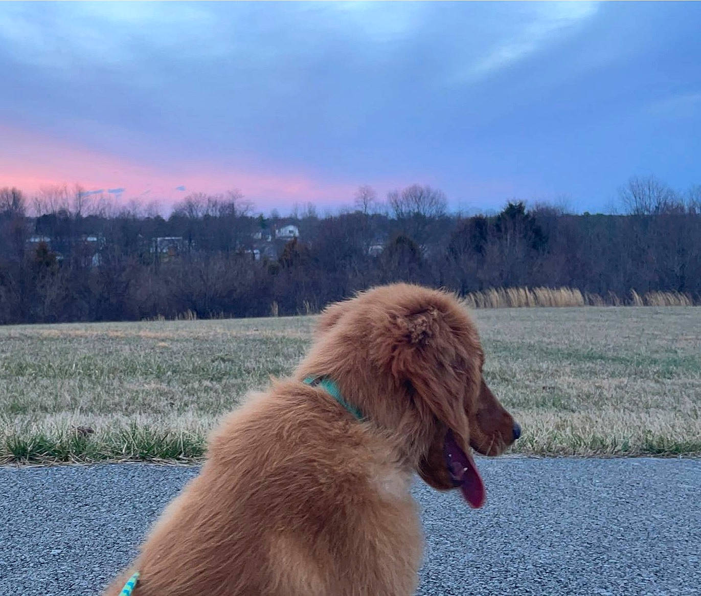 Pluto is registered to the contest to win money with this photo: carnivore, cloud, collar, companion_dog, dog, dog_breed, fur, gun_dog, horizon, landscape, liver, natural_landscape, plant, prairie, retriever, sky, sporting_group, tree, water, winter