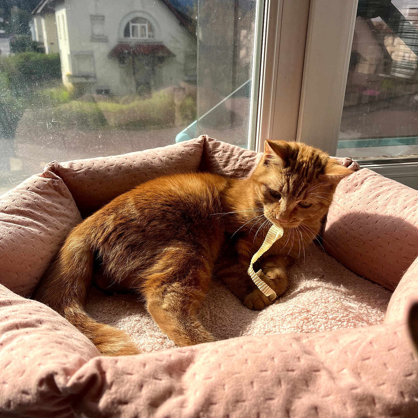 Ena a rejoint le concours — aidez-le/la à gagner de superbes lots ! cat, ginger_cat, pet_bed, pink_bed, window, sunlight, ribbon, cozy, indoor, relaxing, feline, playful, home, domestic_animal, soft_texture, daylight, curtain, house, reflection, resting