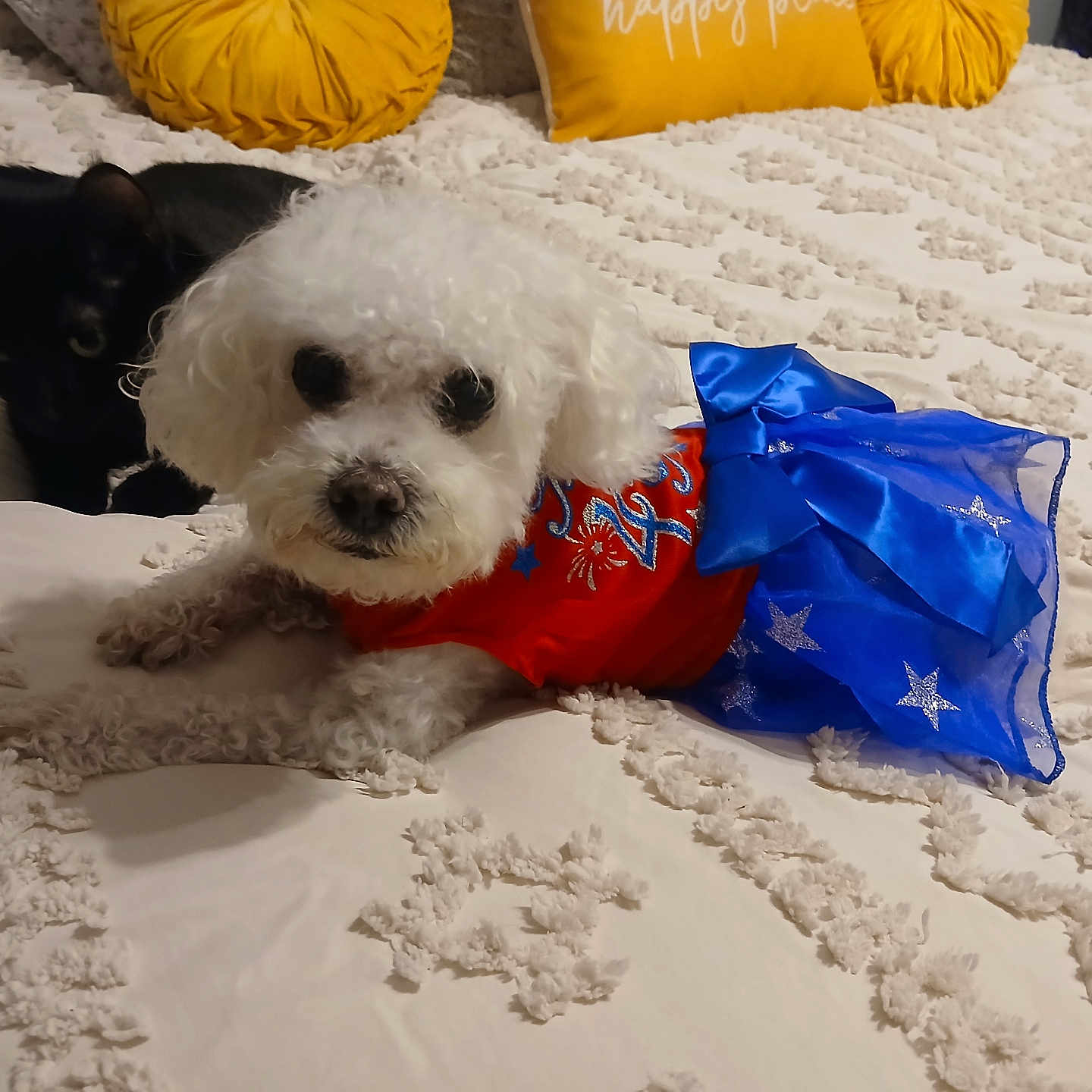 Miss Jacqi is registered to the contest to win money with this photo: animal, bed, bedspread, black_cat, blanket, blue_dress, cat, clothing, companion, cute, dog, fur, indoor, pet, pillow, red_shirt, relaxing, texture, white_dog, yellow_pillow