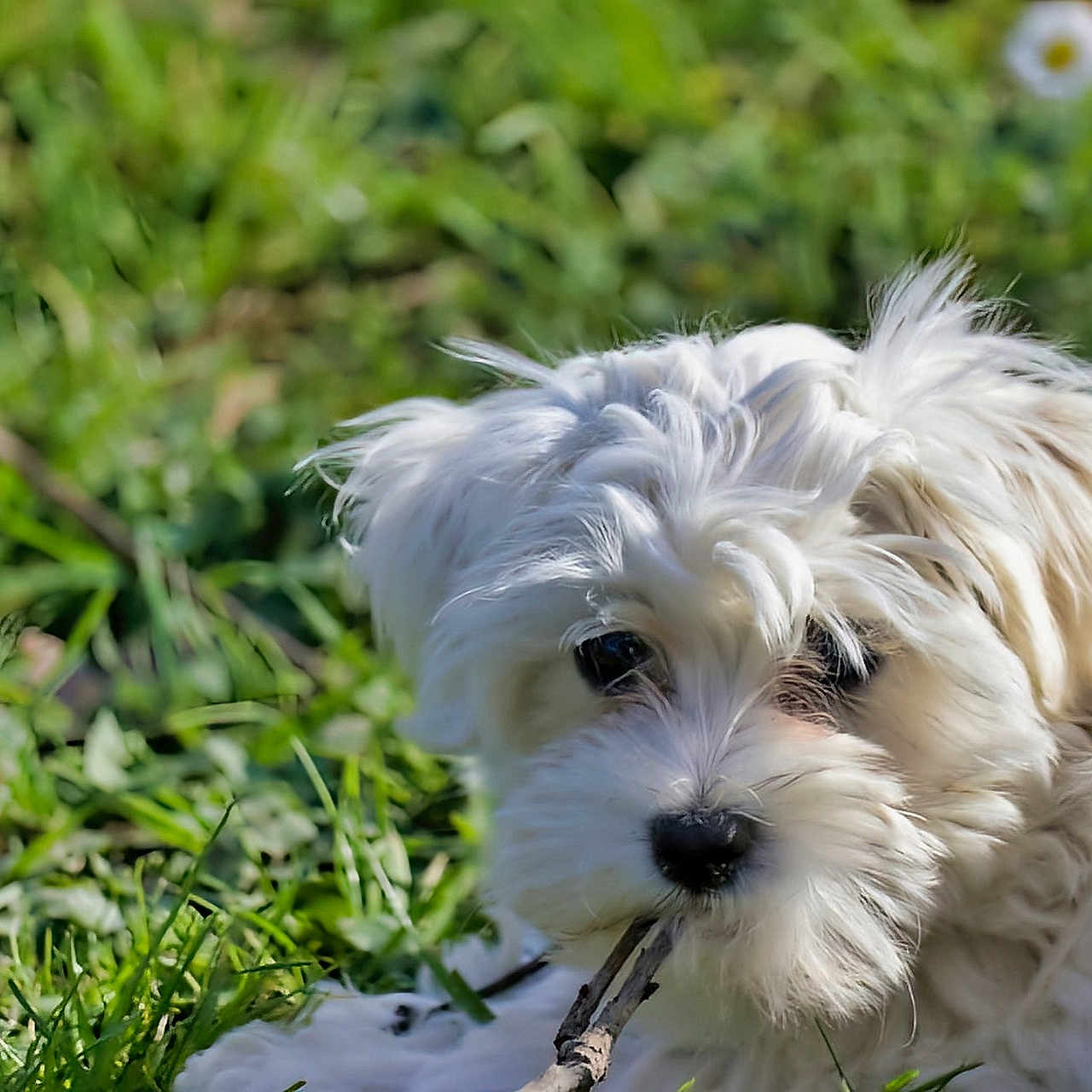 Lili participe au concours pour gagner de l'argent avec cette photo : animal, canine, cockerspaniel, dog, eskimodog, flower, grass, lawn, papillon, pet, plant, poodle, puppy, terrier, whitedog