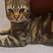 Symba participe au concours pour gagner de l'argent avec cette photo : animal, cat, closeup, cute, domestic_animal, ears, eyes, feline, floor, fur, home, indoor, looking, mammal, pet, relaxed, resting, striped, tabby, whiskers