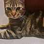 animal, cat, closeup, cute, domestic_animal, ears, eyes, feline, floor, fur, home, indoor, looking, mammal, pet, relaxed, resting, striped, tabby, whiskers