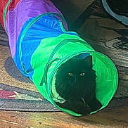 Snowy is registered to the contest to win money with this photo: animal, black_cat, cat, colorful, companion, cozy, curious, cute, domestic, feline, fluffy, household, indoor, pet, play_tunnel, relaxed, resting, rug, toy, wood_floor