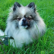 Tempo a rejoint le concours — aidez-le/la à gagner de superbes lots ! animal, canine, chow, cockerspaniel, dog, eskimodog, field, grass, grassland, green, herbal, herbs, lawn, leaf, nature, outdoors, pet, plant, puppy, vegetation