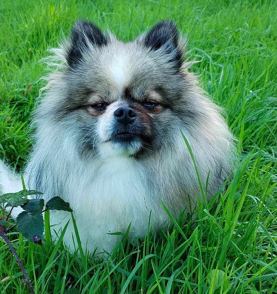 Tempo a rejoint le concours — aidez-le/la à gagner de superbes lots ! animal, canine, chow, cockerspaniel, dog, eskimodog, field, grass, grassland, green, herbal, herbs, lawn, leaf, nature, outdoors, pet, plant, puppy, vegetation