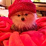dog, small_dog, fluffy, winter_hat, red_clothing, sweater, bundled_up, cute, pet, animal, indoors, living_room, television, furniture, closeup, portrait, cozy, holiday, knitwear, staring