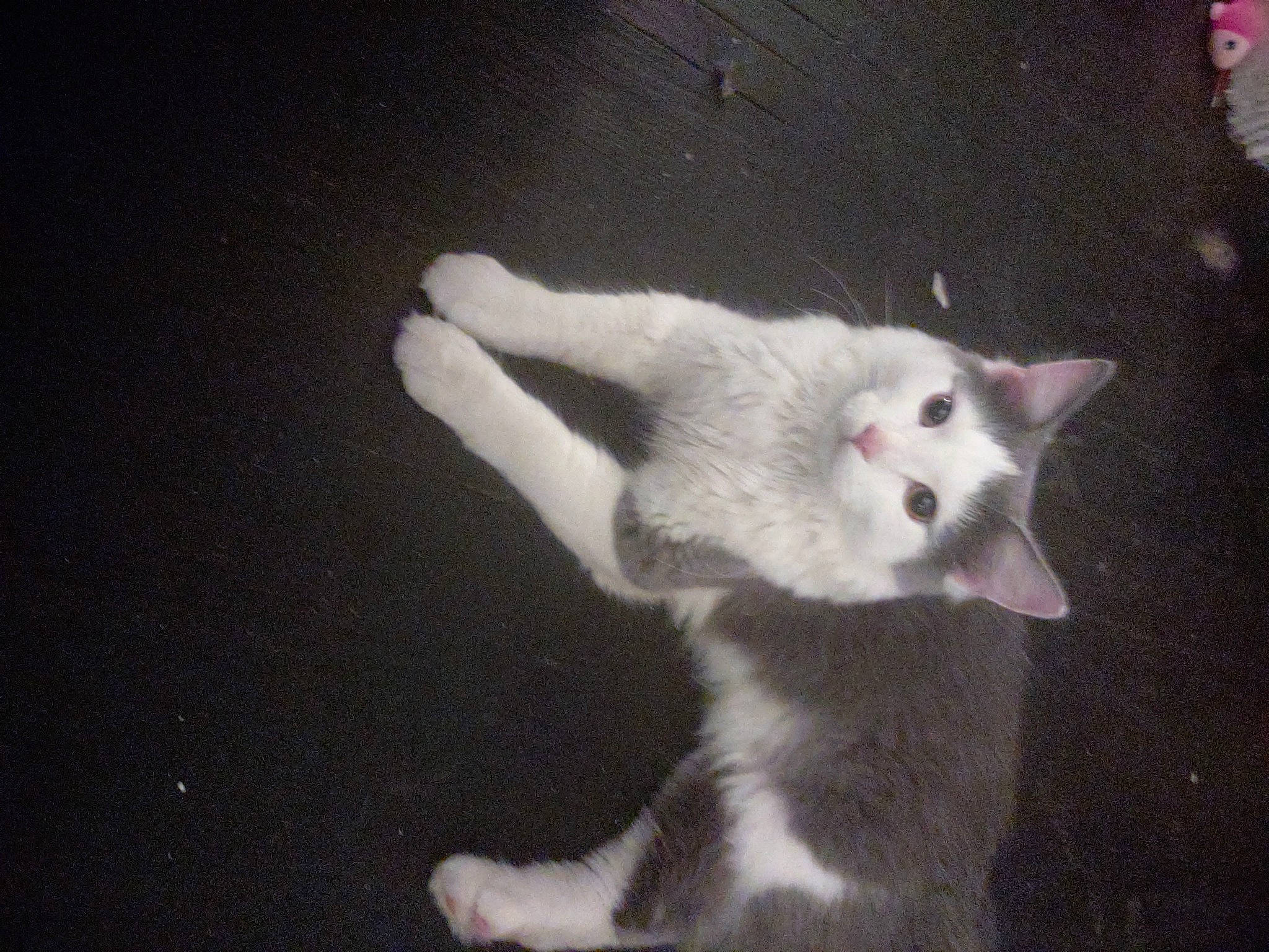 Coco Chanel is registered to the contest to win money with this photo: art, carnivore, cat, claw, darkness, domestic_short_haired_cat, felidae, fur, paw, small_to_medium_sized_cats, snout, tail, whiskers