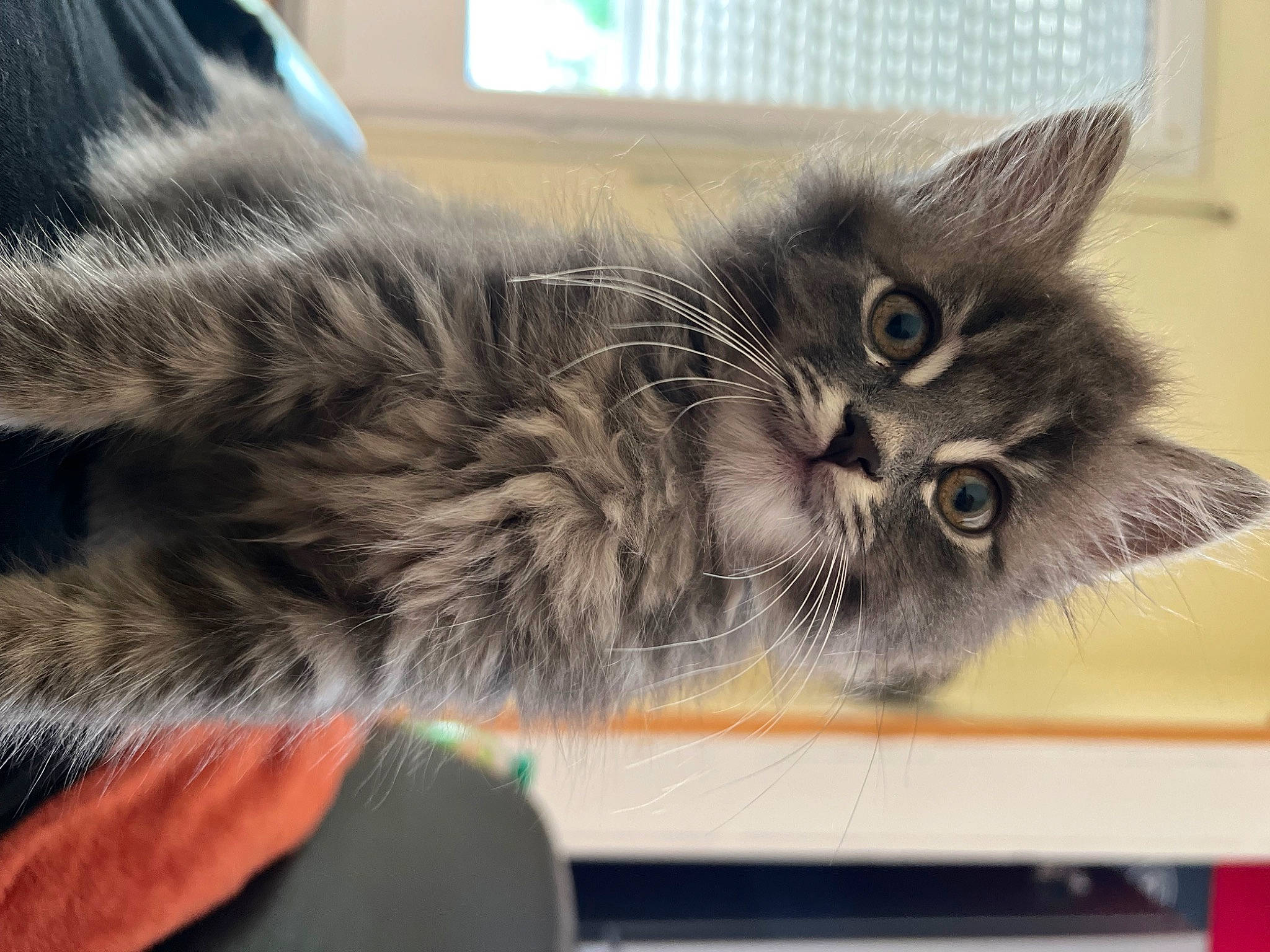 Moon a rejoint le concours — aidez-le/la à gagner de superbes lots ! black_cat, box, carnivore, cat, claw, digital_video_recorder, domestic_short_haired_cat, felidae, fur, grey, paw, small_to_medium_sized_cats, snout, tail, whiskers