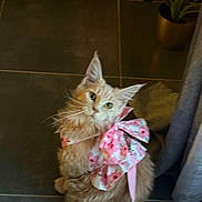 Micha participe au concours pour gagner de l'argent avec cette photo : animal, bow, cat, curtain, cute, domestic_cat, ears, feline, floor_tile, fluffy, fur, indoor, leash, looking_up, orange_cat, pet, pink_bow, plant, sitting, whiskers