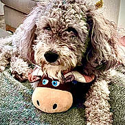 Arrow joined the competition — help win amazing prizes! animal, blanket, blue_eyes, comfort, couch, cozy, curly_fur, cute, dog, fur, furry, home, indoor, moose_toy, paw, pet, plush_toy, relaxed, resting, toy