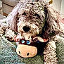 animal, blanket, blue_eyes, comfort, couch, cozy, curly_fur, cute, dog, fur, furry, home, indoor, moose_toy, paw, pet, plush_toy, relaxed, resting, toy