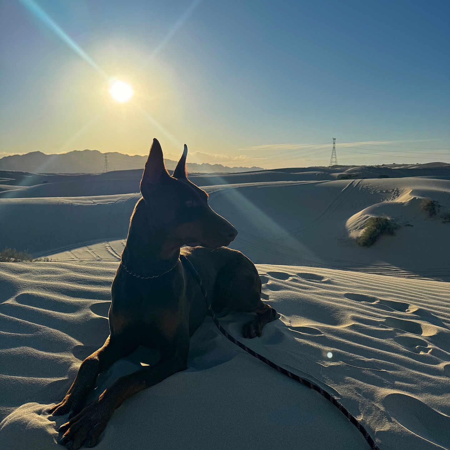 Apollo joined the competition — help win amazing prizes! animal, canine, desert, dog, dune, flare, germanshepherd, horizon, light, nature, outdoors, pet, puppy, sand, scenery, sky, sun, sunlight, sunrise, sunset