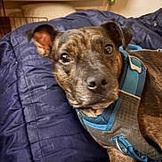 Appollo joined the competition — help win amazing prizes! animal, bed, blanket, blue, brindle, canine, closeup, companion, curious, cute, dog, domestic, ears, eyes, fur, harness, indoor, pet, relaxed, resting