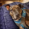 dog, brindle, pet, canine, harness, blue, blanket, bed, indoor, closeup, fur, ears, eyes, resting, cute, animal, domestic, companion, relaxed, curious