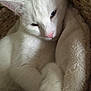 animal, blanket, cat, closeup, companion, cozy, cute, domestic_cat, fur, furry, indoor, pet, pink_nose, relaxed, resting, sleepy, soft_texture, whiskers, white_cat, wicker_basket