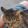 Dozer is registered to the contest to win money with this photo: tabby_cat, cat, pet, lap, person, hand, outdoor, shorts, gray_shirt, fur, whiskers, relaxed, comfort, animal, mammal, closeup, resting, striped, domestic_cat, companionship
