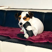 Nounours participe au concours pour gagner de l'argent avec cette photo : animal, black_and_white, blanket, chewing, couch, dog, domestic, ears, face, fur, furniture, home, indoor, paw, pet, playful, resting, sitting, slipper, snout