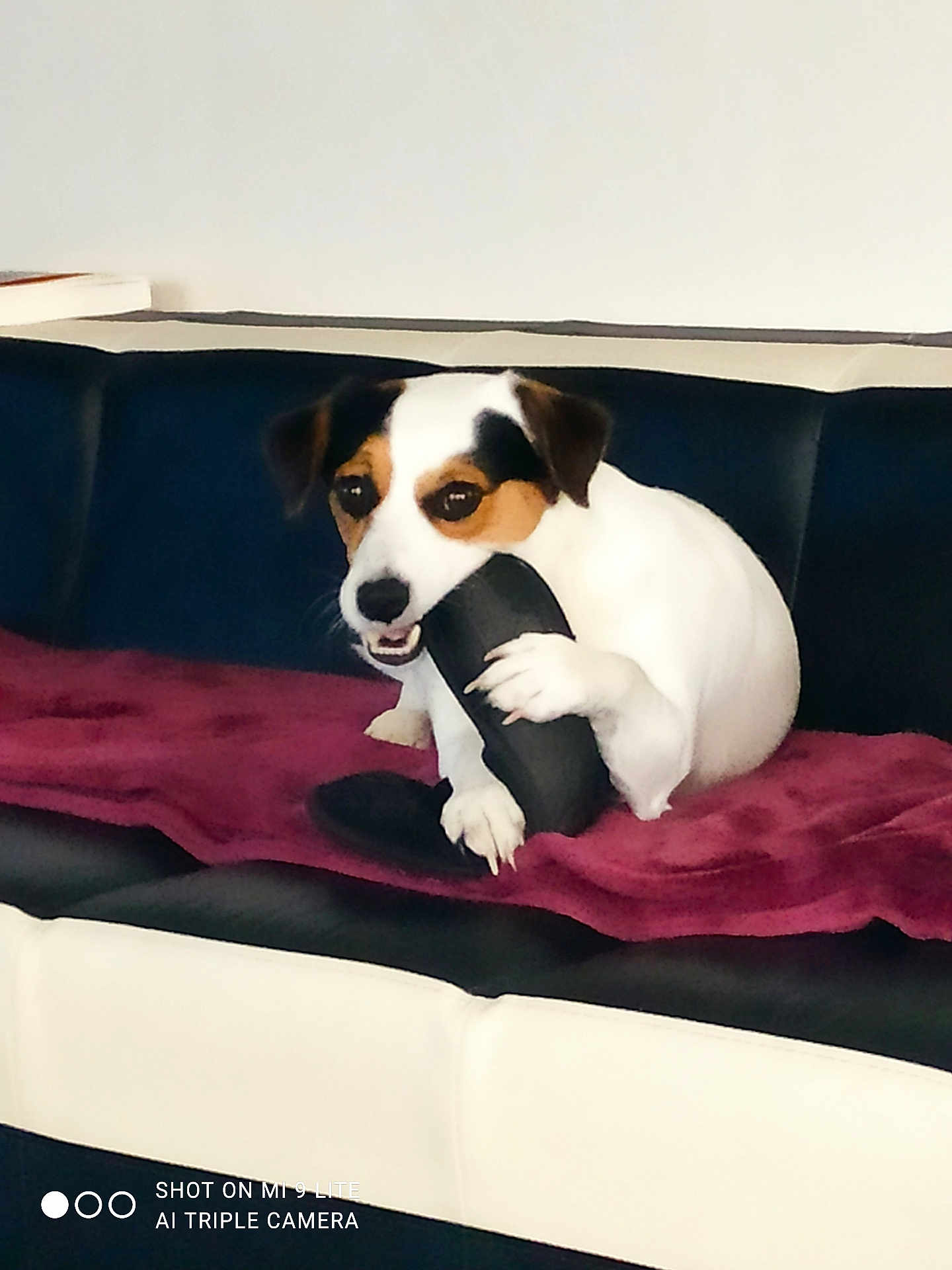 Nounours participe au concours pour gagner de l'argent avec cette photo : animal, black_and_white, blanket, chewing, couch, dog, domestic, ears, face, fur, furniture, home, indoor, paw, pet, playful, resting, sitting, slipper, snout
