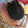 Makku a rejoint le concours — aidez-le/la à gagner de superbes lots ! bag, carnivore, cat, cat_supply, chair, comfort, fashion_accessory, fawn, felidae, flooring, foot, fur, human_leg, luggage_and_bags, musical_instrument, natural_material, small_to_medium_sized_cats, tail, thigh, wood