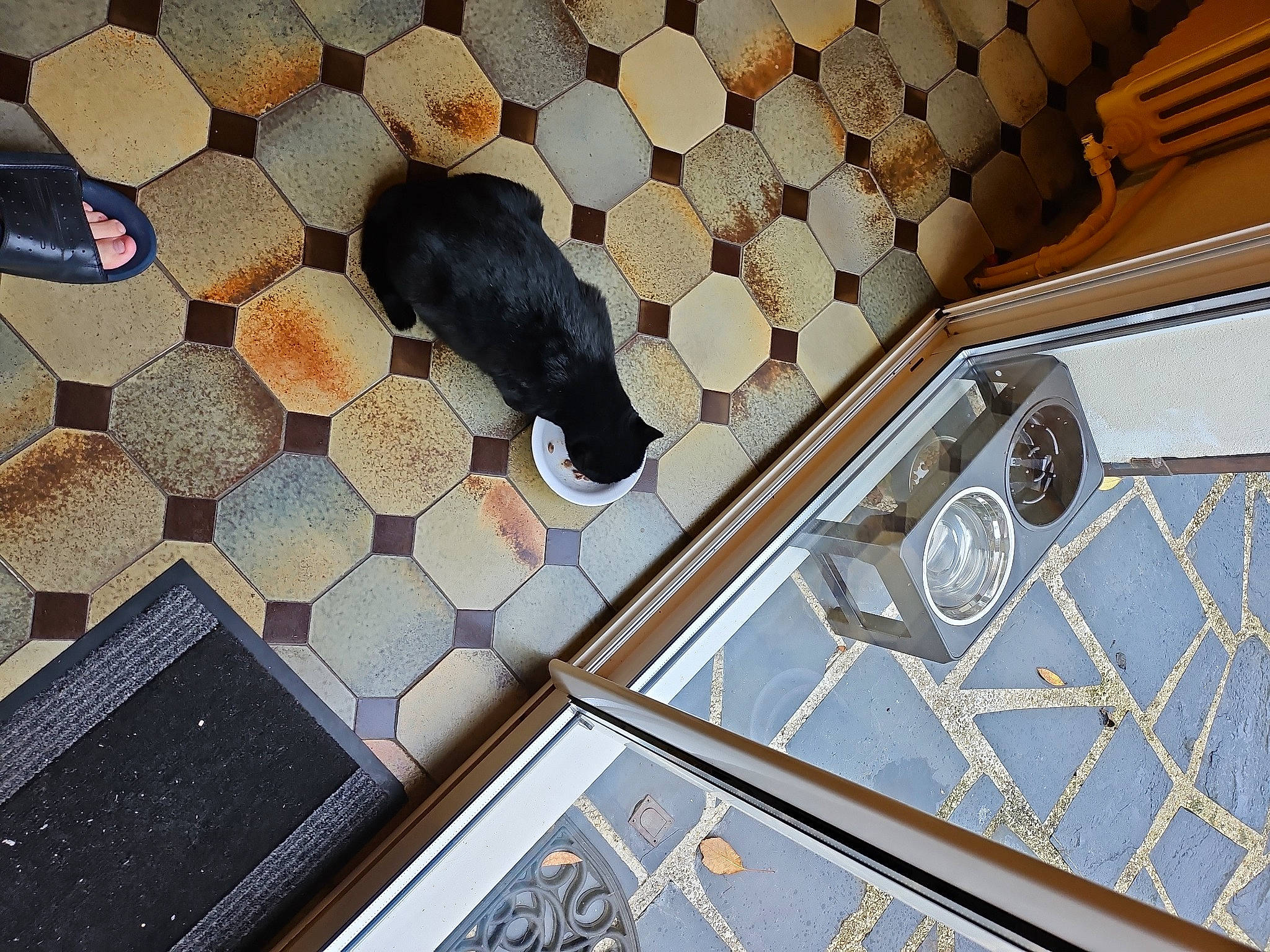 Makku a rejoint le concours — aidez-le/la à gagner de superbes lots ! art, carpet, ceiling, circle, cobblestone, collection, floor, flooring, fur, glass, metal, pattern, rectangle, rock, room, shadow, symmetry, tile, visual_arts, wood