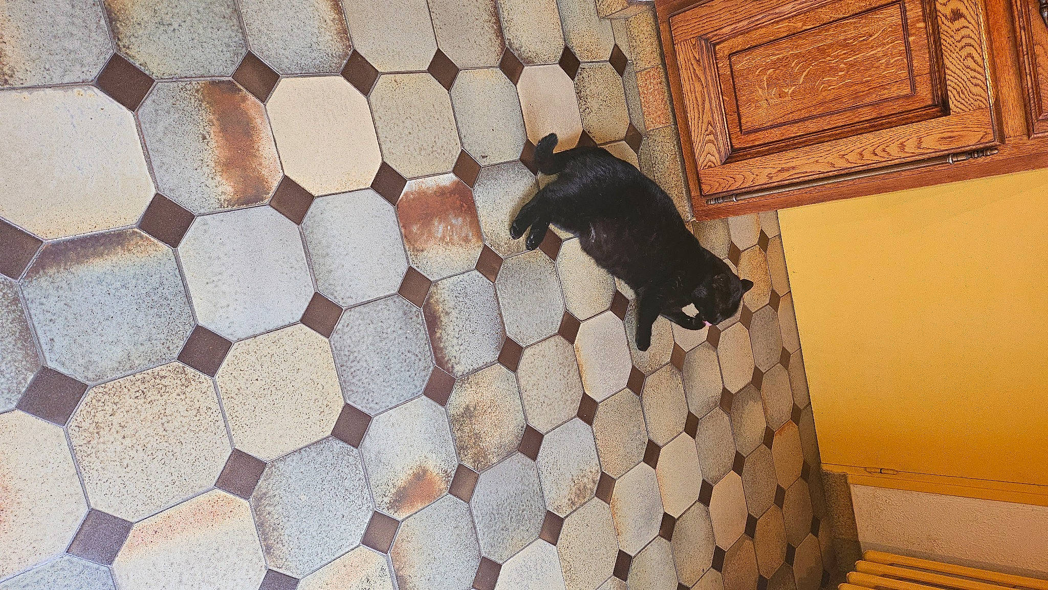 Makku a rejoint le concours — aidez-le/la à gagner de superbes lots ! black_cat, carnivore, carpet, circle, cobblestone, comfort, companion_dog, dog_breed, felidae, floor, flooring, hardwood, linens, pattern, pet_supply, small_to_medium_sized_cats, tail, tile, wall, wood