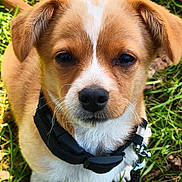 Aïko a rejoint le concours — aidez-le/la à gagner de superbes lots ! puppy, dog, close_up, collar, leash, grass, outdoor, pet, animal, cute, fur, young_dog, muzzle, ears, whiskers, nature, portrait, canine, brown, white