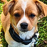 puppy, dog, close_up, collar, leash, grass, outdoor, pet, animal, cute, fur, young_dog, muzzle, ears, whiskers, nature, portrait, canine, brown, white