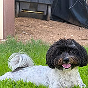 Gizmo joined the competition — help win amazing prizes! animal, backyard, black_and_white, canine, cute, dog, fluffy, fur, grass, greenery, happy, lying_down, nature, outdoor, pet, relaxed, smiling, sunlight, tail, tongue_out