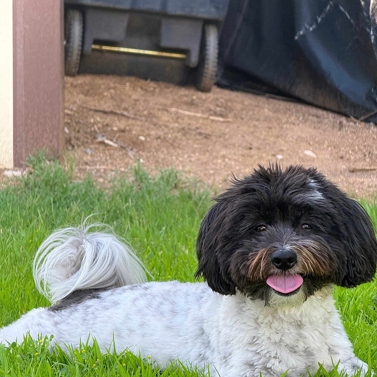 Gizmo