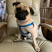 Togo joined the competition — help win amazing prizes! dog, pug, pet, animal, blue_harness, chair, leather_chair, indoor, cute, curious, head_tilt, canine, furniture, living_room, domestic, brown, small_dog, seated, front_paw, companion