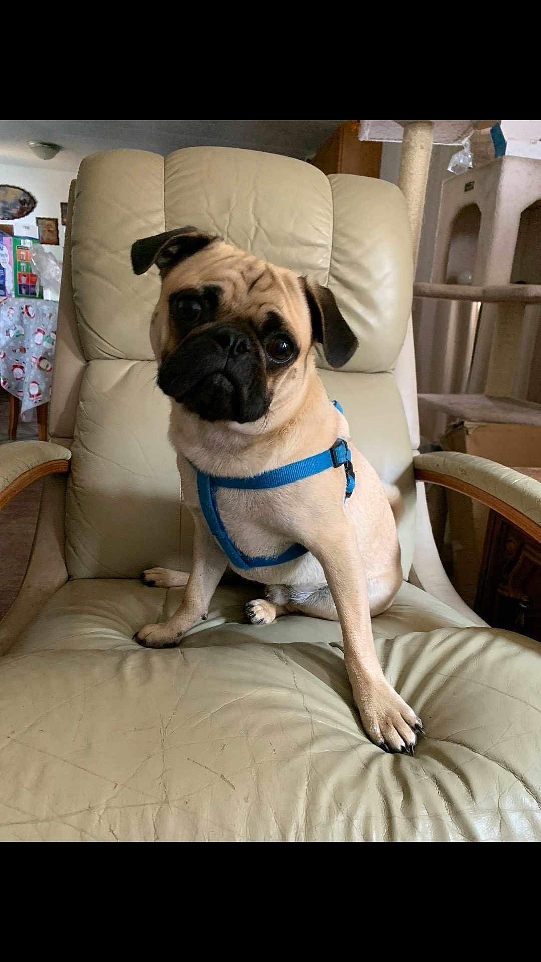 Togo joined the competition — help win amazing prizes! dog, pug, pet, animal, blue_harness, chair, leather_chair, indoor, cute, curious, head_tilt, canine, furniture, living_room, domestic, brown, small_dog, seated, front_paw, companion