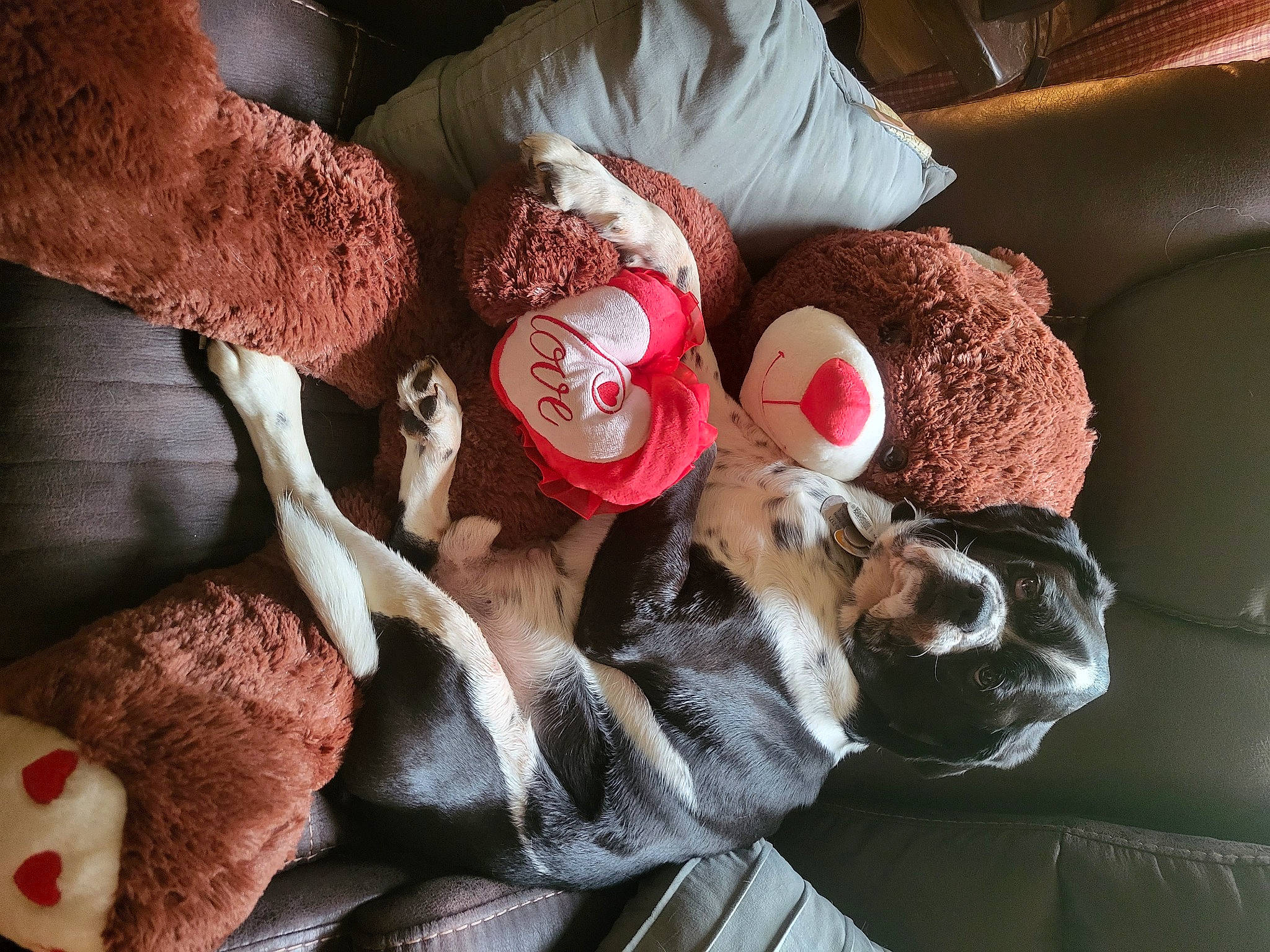 Mater is registered to the contest to win money with this photo: carmine, carnivore, comfort, companion_dog, couch, dog_breed, fawn, felidae, fur, human_leg, linens, room, small_to_medium_sized_cats, snout, stuffed_toy, tail, textile, toy, whiskers, wool