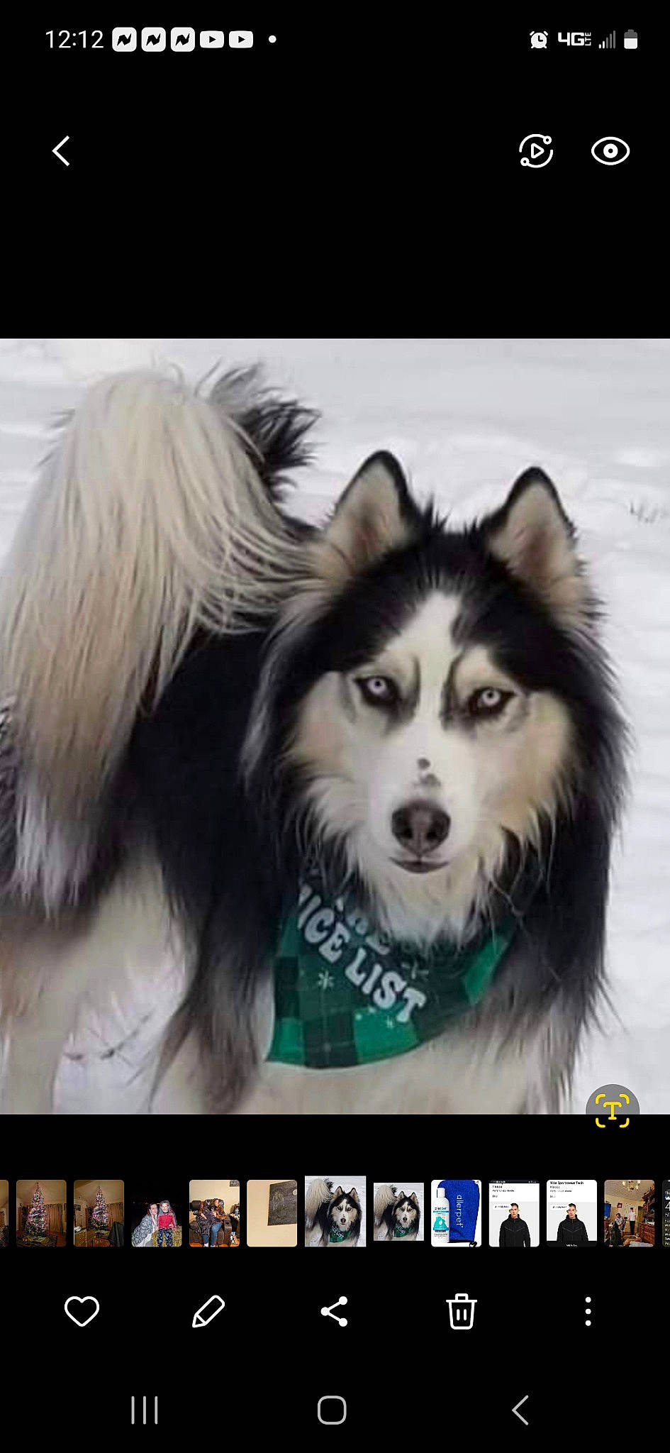 Chewbacca joined the competition — help win amazing prizes! advertising, ancient_dog_breeds, art, canidae, carnivore, companion_dog, dog, dog_breed, font, fur, happy, herding_dog, non_sporting_group, photo_caption, smile, snout, sporting_group, terrestrial_animal, whiskers, working_dog