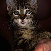 Gizmo is registered to the contest to win money with this photo: animal, being_held, cat, close_up, cute, dark_background, ears, feline, fur, human_hand, indoors, kitten, nose, paws, pet, portrait, striped_fur, tabby, whiskers, wide_eyes