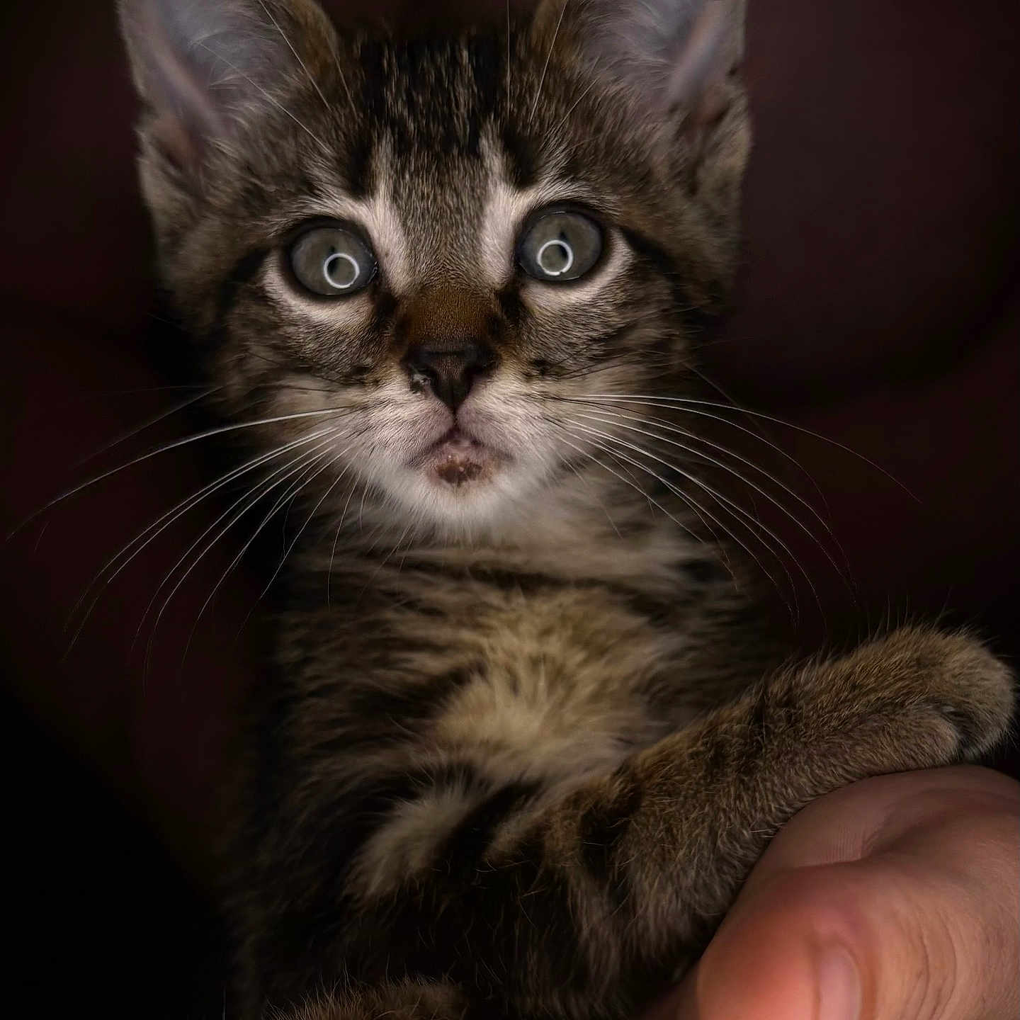 Gizmo